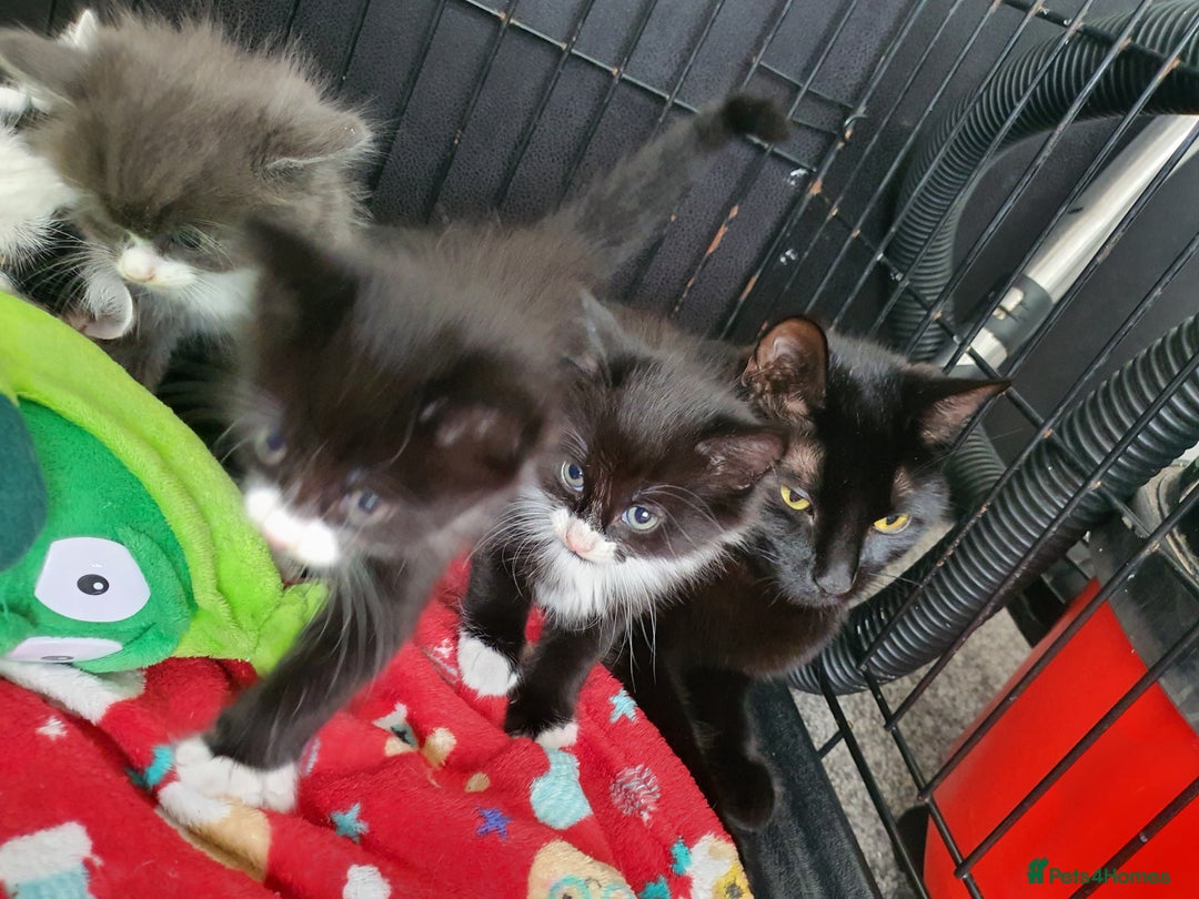 British Shorthair cats for sale: 3 beautiful kittens wanting their forever home 🏡  - Image 6