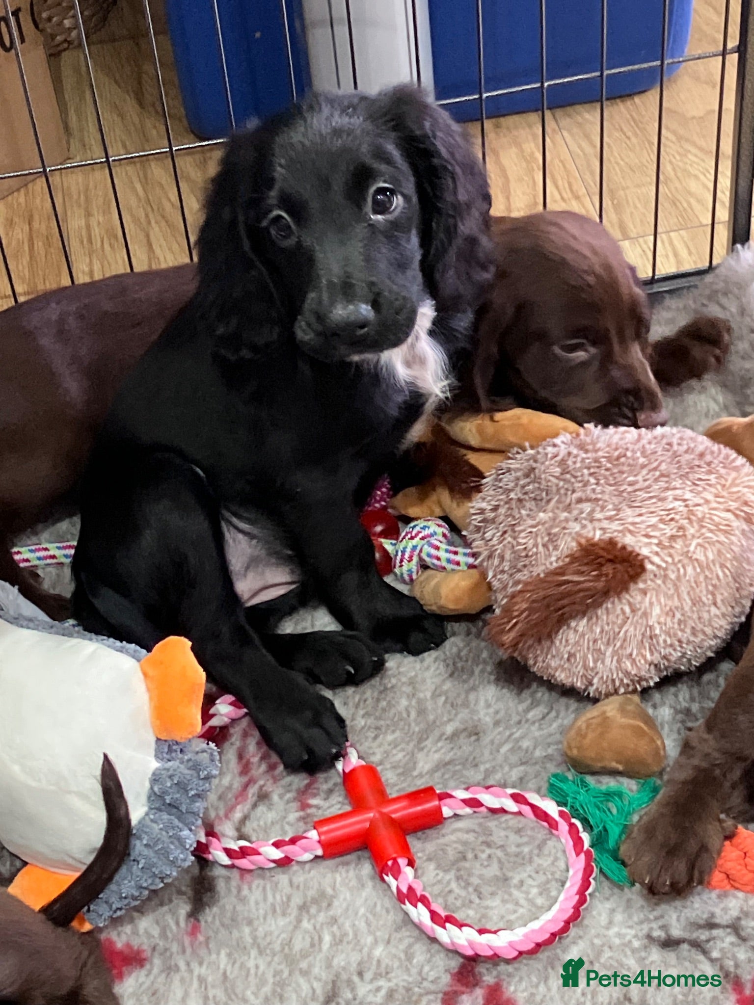 Cocker Spaniel dogs KC Reg Working Cocker Spaniel Pups  - Advert 1