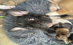 French Bulldog dogs for sale: French bulldog - Image 17