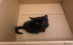 Himalayan cats for sale: Gorgeous Last kitten Girl 🩷 found home ‼️‼️ - Image 1