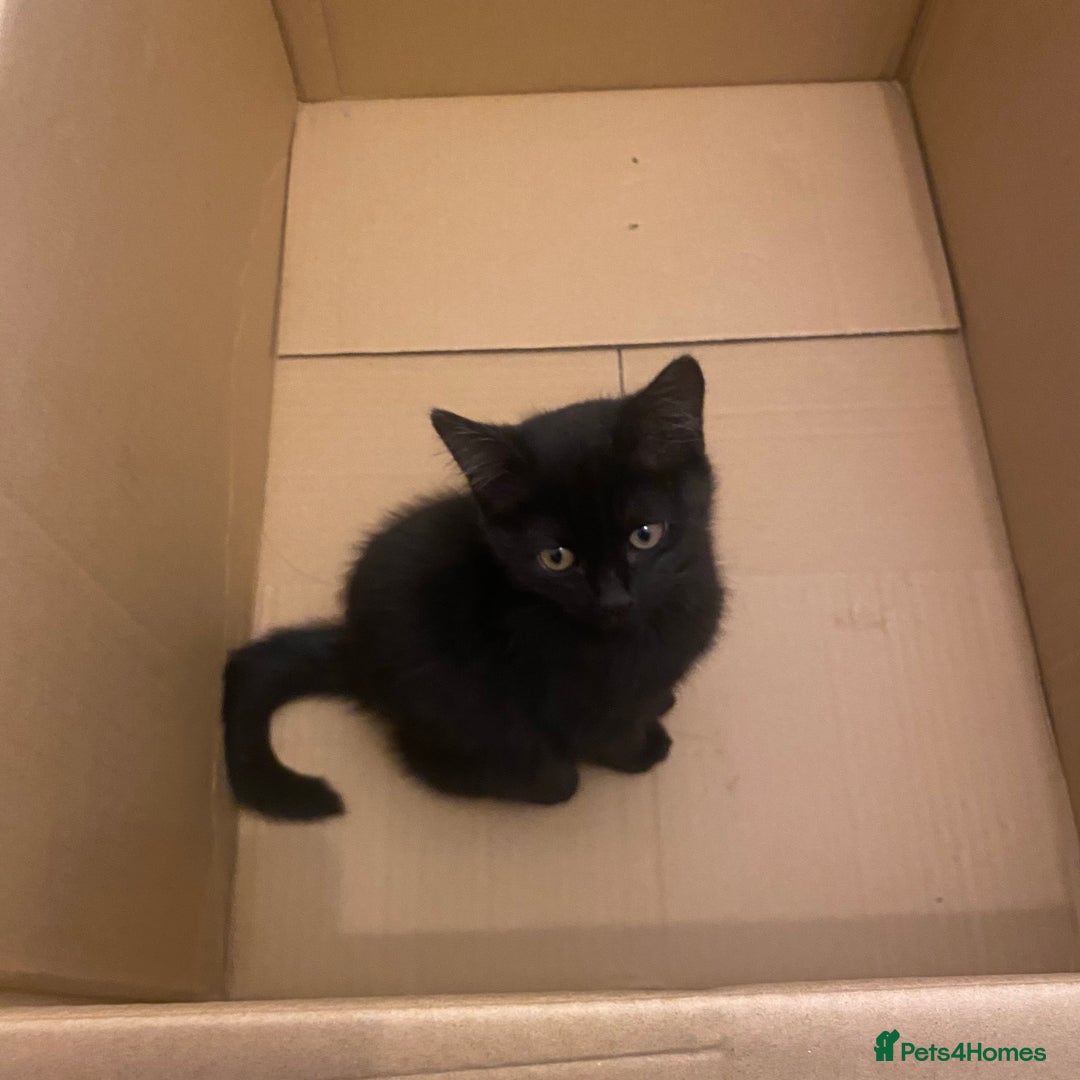 Himalayan cats for sale: Gorgeous Last kitten Girl 🩷 found home ‼️‼️ - Image 1