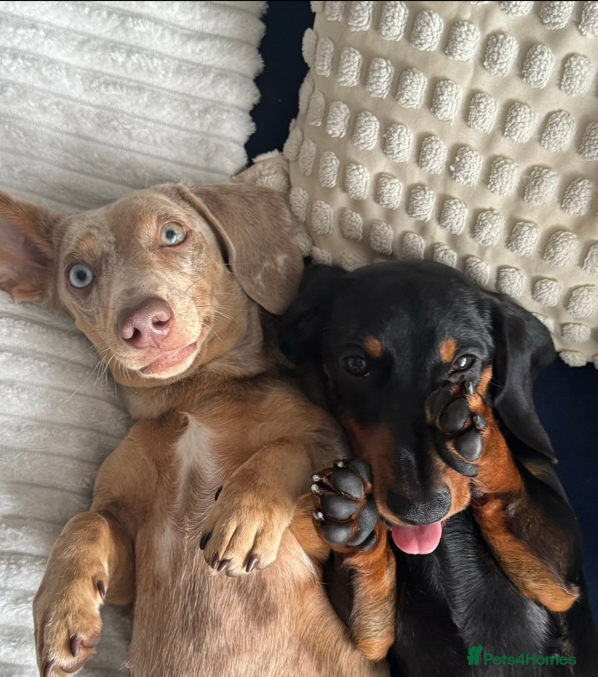 Miniature Dachshund dogs KC REG Smooth Miniature Dachshund Puppies - Advert 1