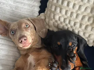 Miniature Dachshund dogs for sale: KC REG Smooth Hair Miniature Dachshund Puppies - Advert 2