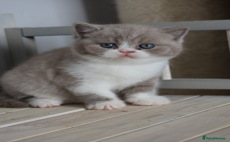 British Shorthair cats - Advert 1
