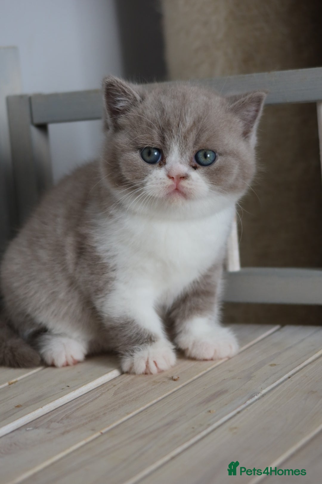 British Shorthair cats for sale: Wonderful last baby British shorthair girl  - Image 1