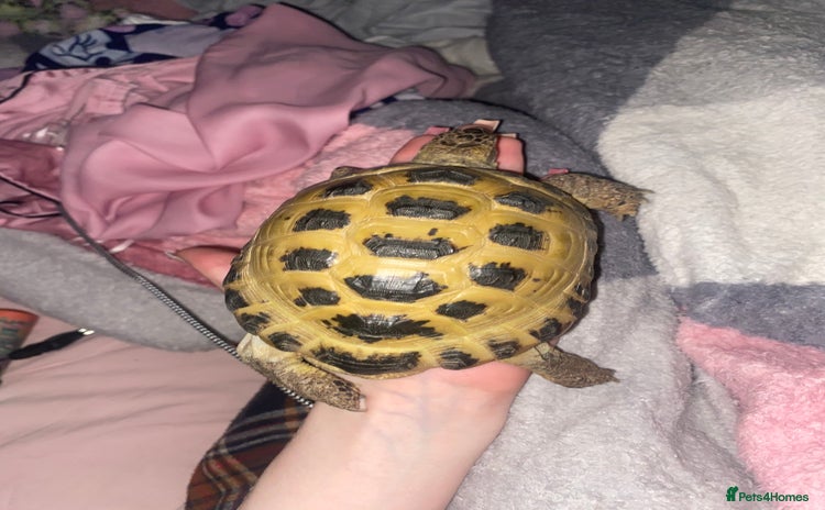 Tortoise reptiles - Advert 3