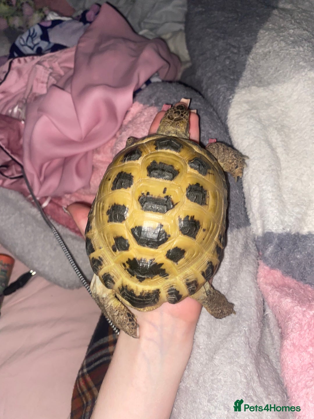 Tortoise reptiles for sale: Male horsefeild tortoise  - Image 1