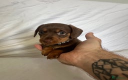 Miniature Dachshund dogs for sale: Stunning miniature dachshunds - Image 4