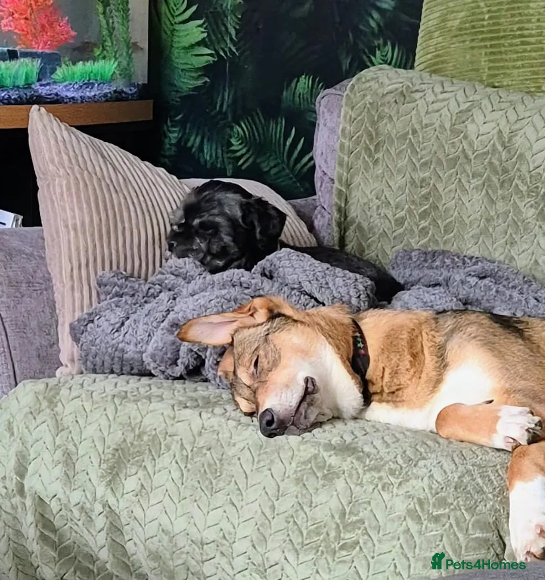 Mixed Breed dogs for adoption: URGENT:❤️DIANA❤️Social Loving 8 month old girl - Advert 14