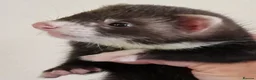 Ferret rodents for sale: Ferret kits - Advert 4
