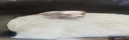 Jack Russell dogs for sale: Jack russell puppys - Advert 8