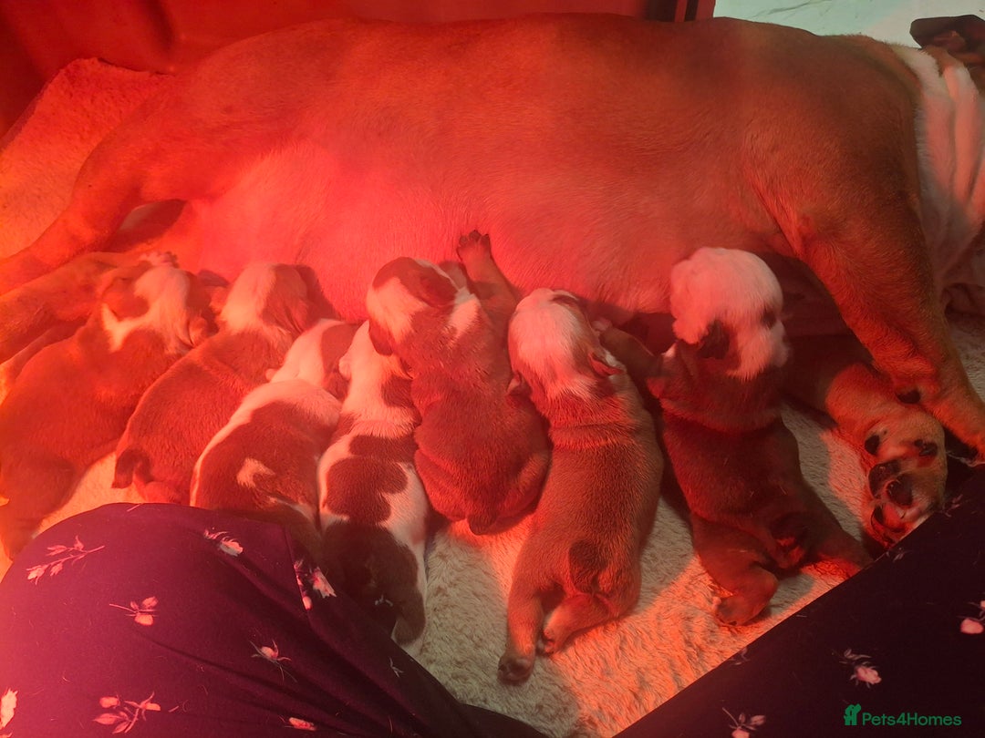 English Bulldog dogs for sale: Outstanding British Bulldogs NEIBULL Champ lines - Advert 2