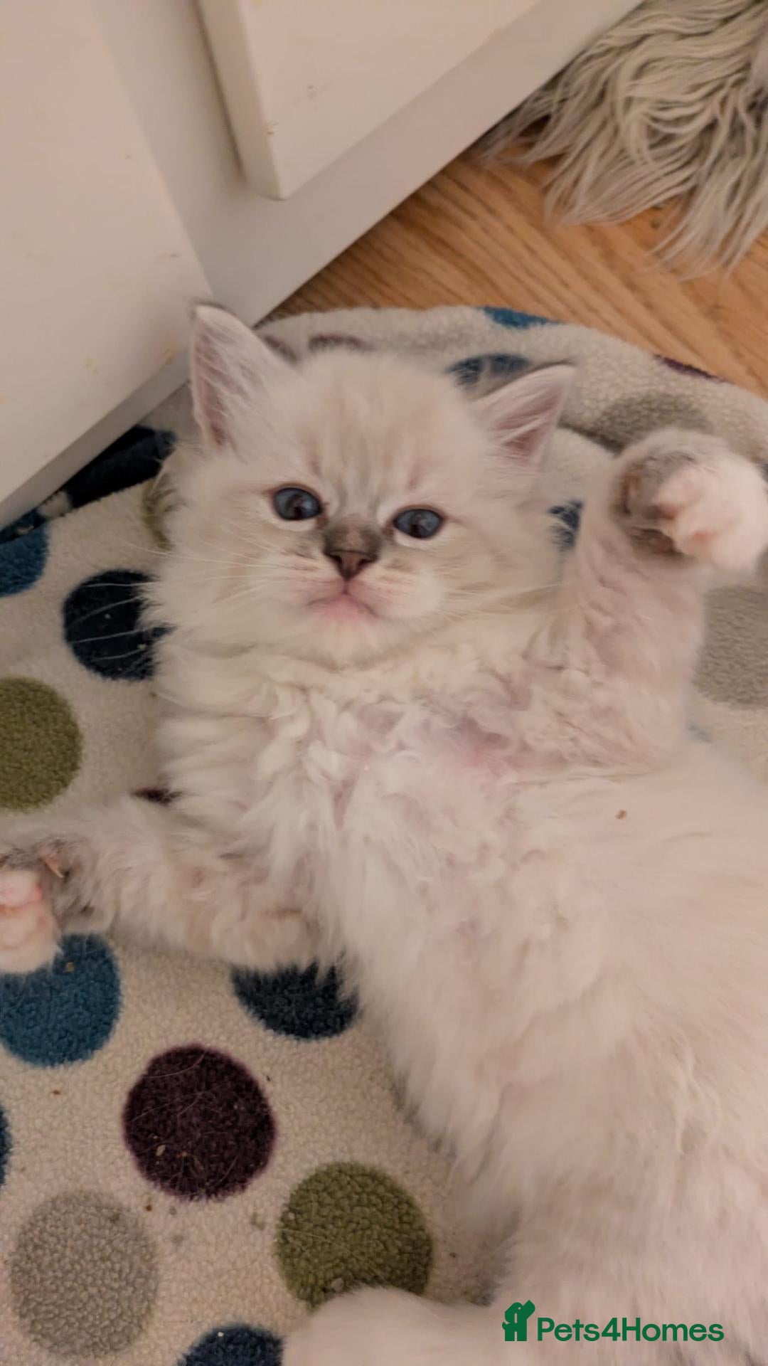 Ragdoll cats Stunning Ragdoll Kittens - TICA Registered  - Advert 2