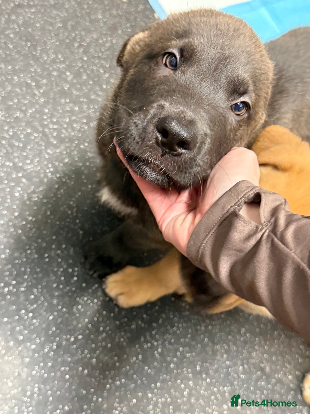 Mixed Breed dogs for sale: 3 x male puppies DDB x  - Image 9