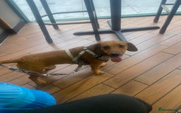 Mixed Breed dogs for sale: Unfortunately selling bugzy - Image 1