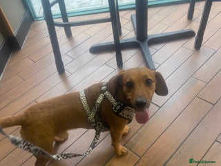 Mixed Breed dogs - Advert 2