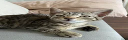 Mixed Breed cats for sale: Beautiful cats  - Advert 5