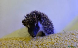 Pygmy Hedgehog rodents for sale: Males and a female pygmy hedgehogs - Image 1