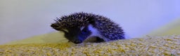 Pygmy Hedgehog rodents for sale: Males and a female pygmy hedgehogs - Advert 1