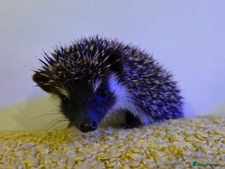 Pygmy Hedgehog rodents for sale - Advert 1