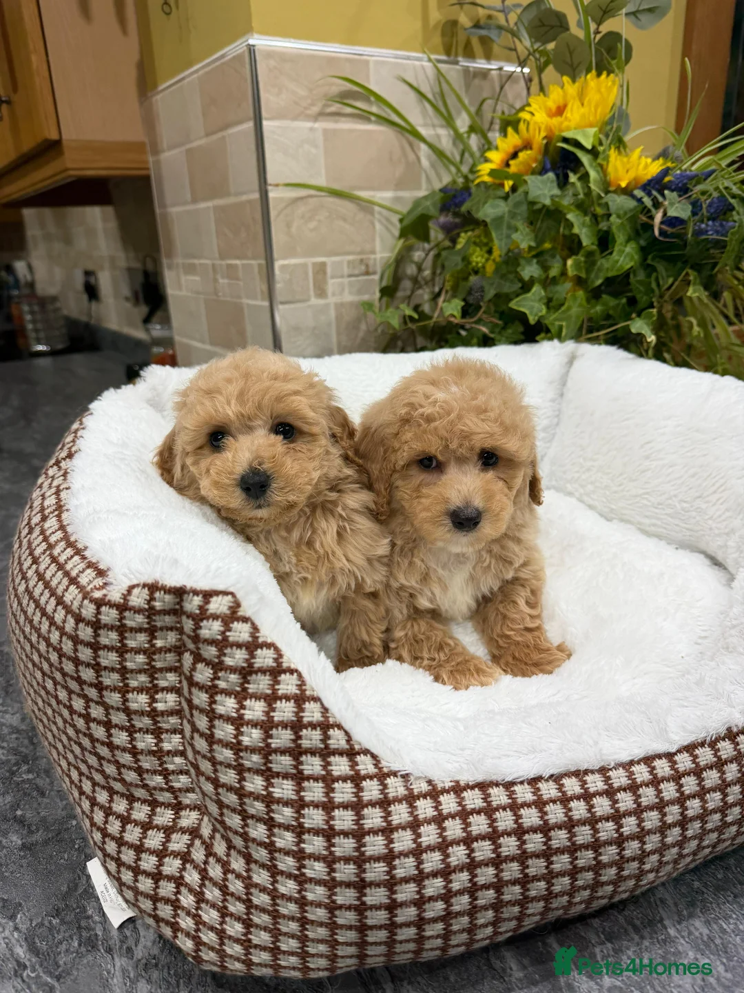 Poochon dogs for sale: Poochon Puppies - Advert 8