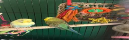Budgerigars birds for sale: 4 friendly 2 male 2 female budgies babies - Advert 16