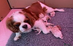Cavalier King Charles Spaniel dogs for sale: Cavalier King Charles spaniel  - Image 4