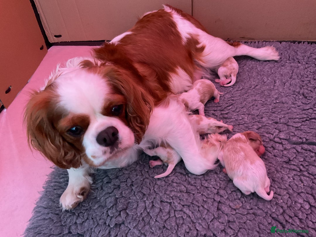 Cavalier King Charles Spaniel dogs for sale: Cavalier King Charles spaniel  - Image 4