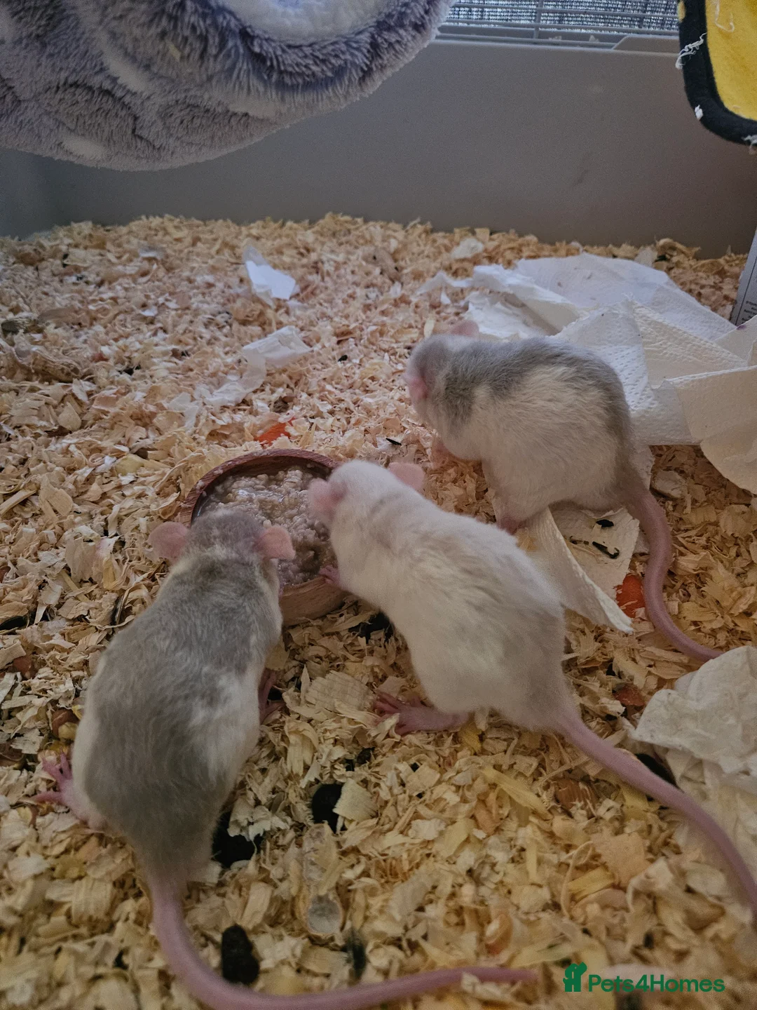 Rat rodents for sale: Rat babies for sale - Advert 6