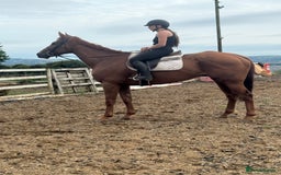 Irish Thoroughbred horses for sale: Outstanding 16.2 , 6 yr old tb gelding  - Image 7