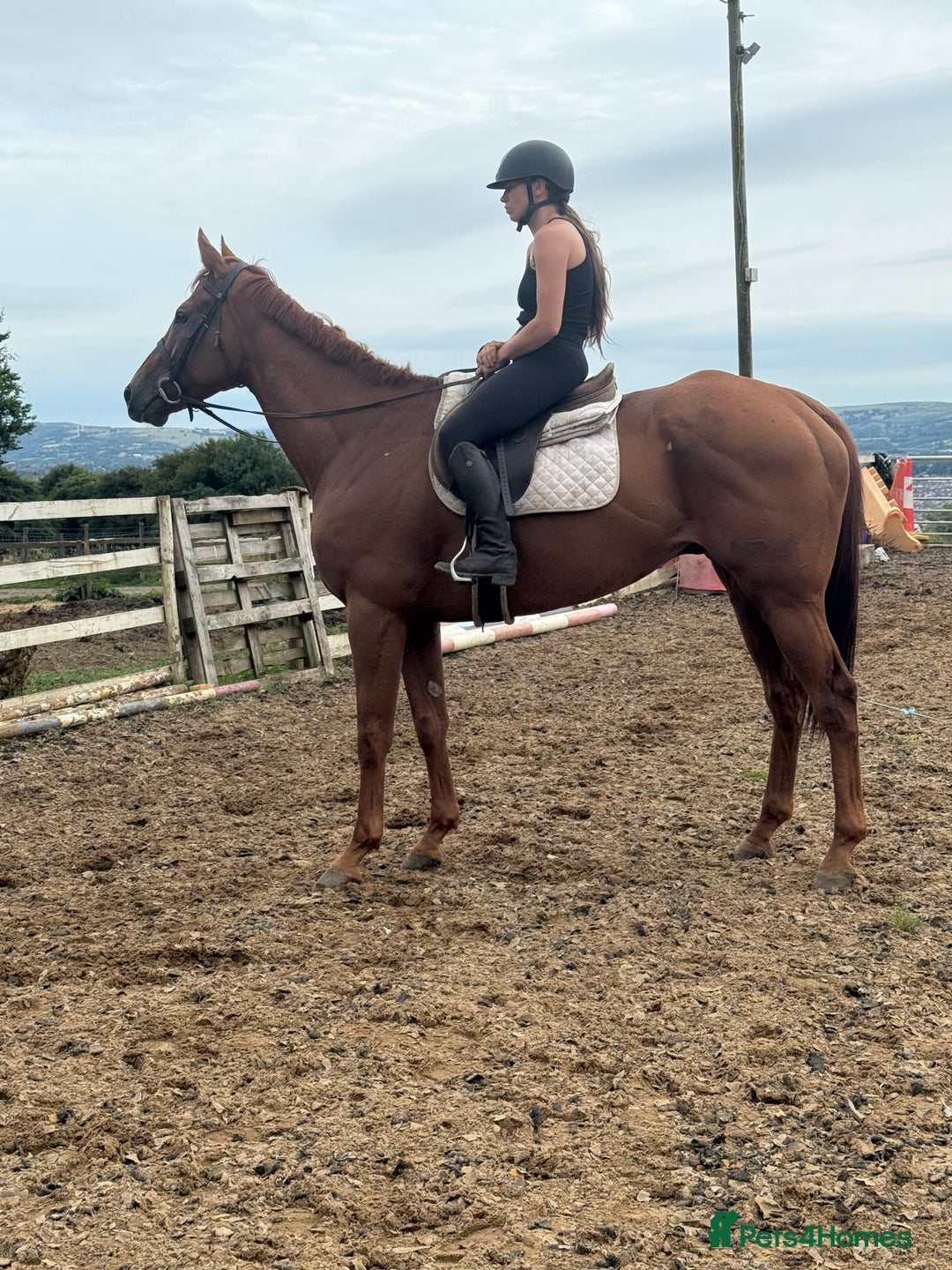 Irish Thoroughbred horses for sale: Outstanding 16.2 , 6 yr old tb gelding  - Image 7
