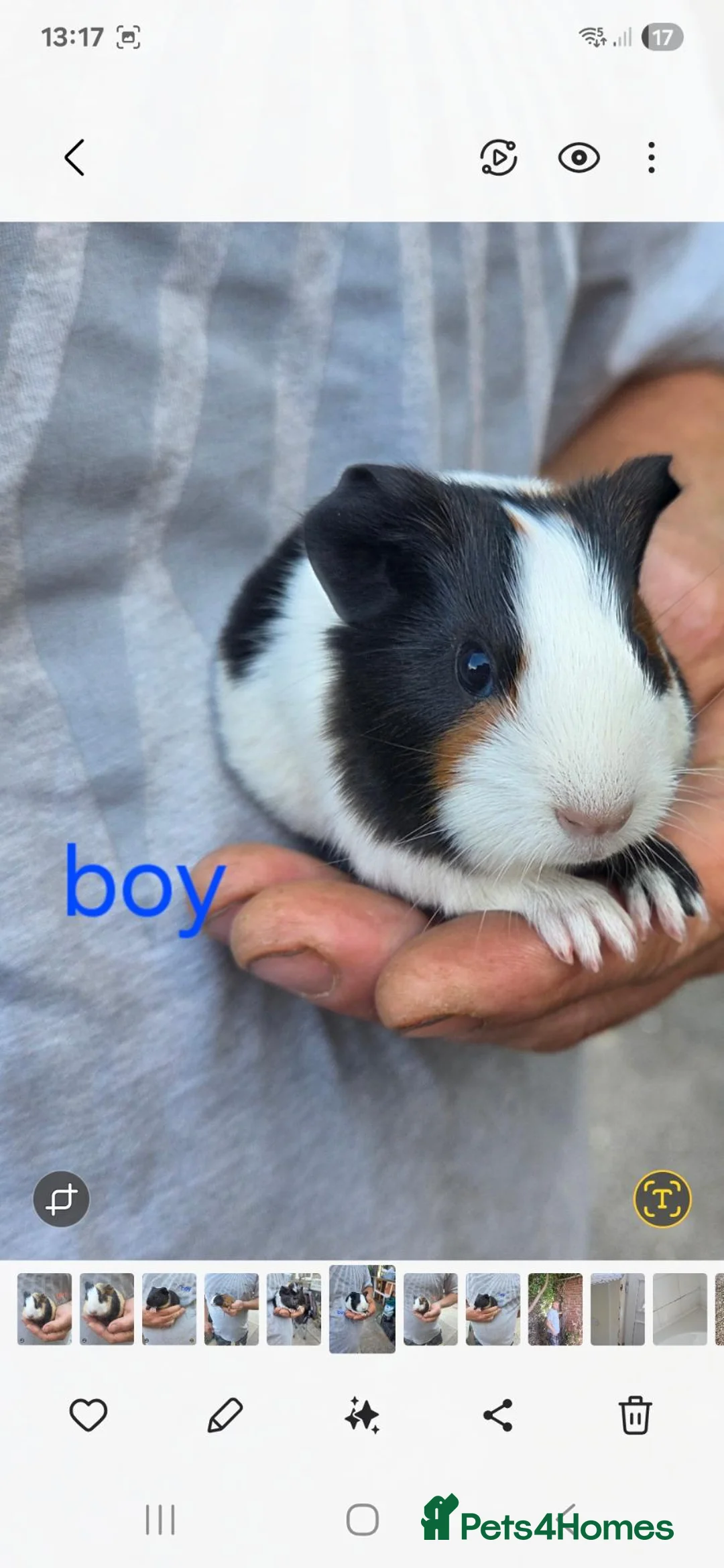 Guinea Pig rodents for sale: Guinea pigs for sale - Advert 2