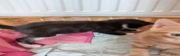 Mixed Breed cats for sale: Siberian X Bengal kittens for sale in Portsmouth - Advert 12