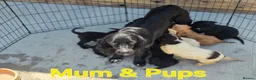 Cocker Spaniel dogs for sale: Beautiful Cocker Spaniel Pups  - Advert 3