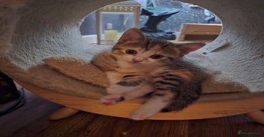 Mixed Breed cats - Advert 1