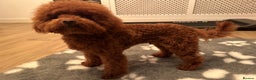Miniature Poodle dogs for stud: Miniature poodle Kc reg pra clear tiny boy  in Ipswich - Advert 8