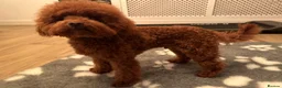 Miniature Poodle dogs for stud: Miniature poodle Kc reg pra clear tiny boy  in Ipswich - Advert 8