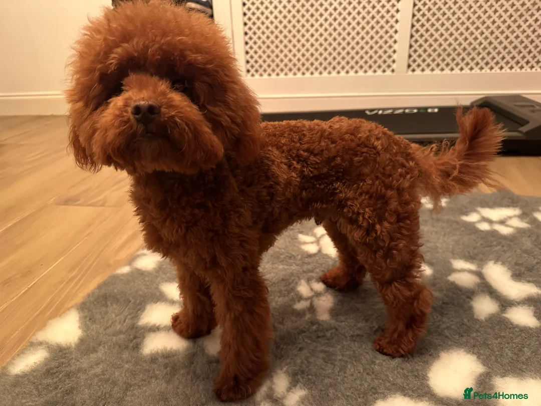 Miniature Poodle dogs for stud: Miniature poodle Kc reg pra clear tiny boy  in Ipswich - Advert 8