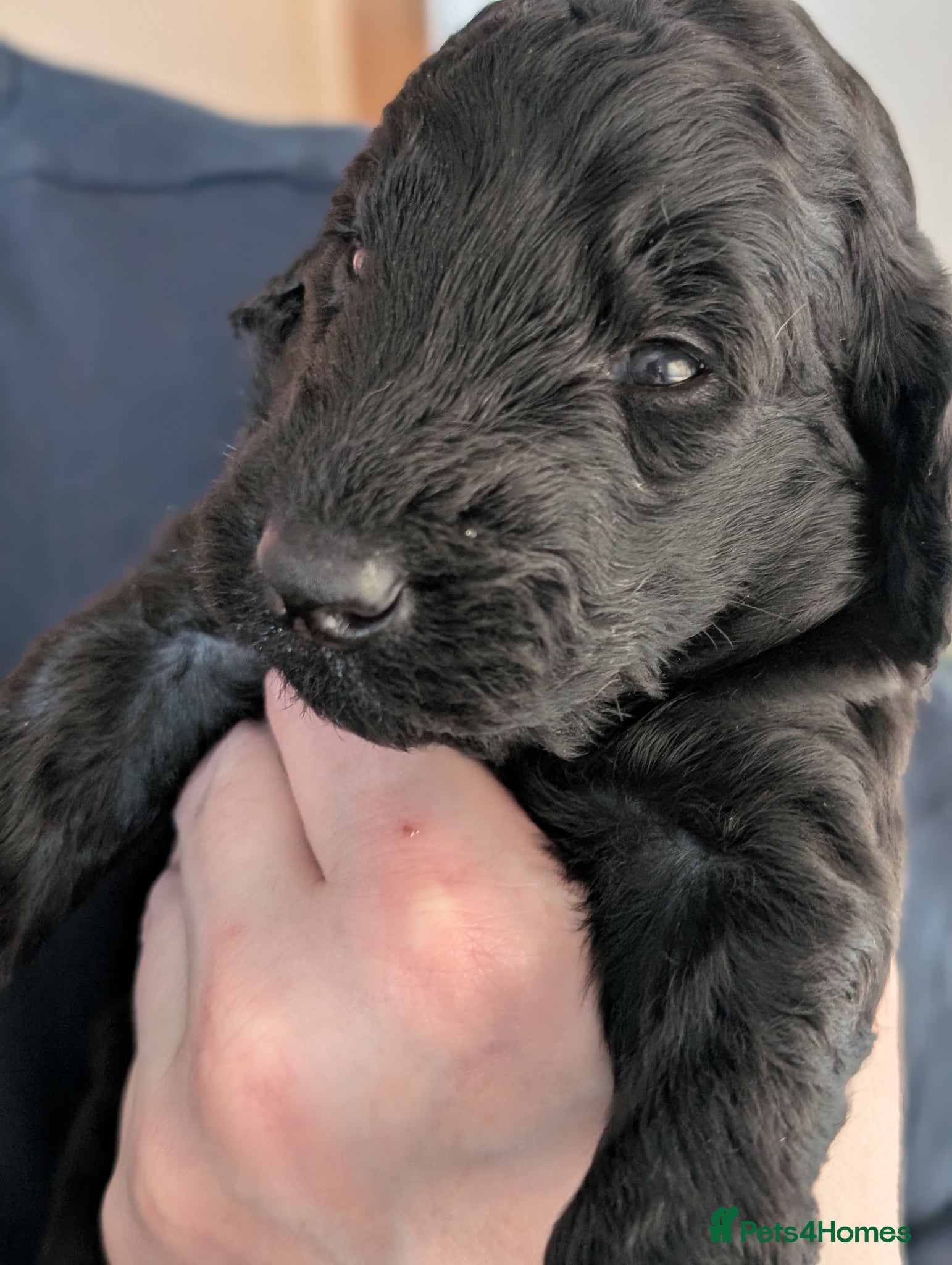Labradoodle dogs for sale: Unique Labradoodles - Merle, Phantom, Black, Red - Advert 9