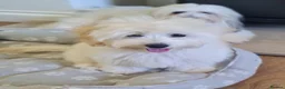 Coton De Tulear dogs for sale: Cotonpoo/Cotonoodle puppies  - Advert 1