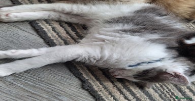 RagaMuffin cats - Advert 11