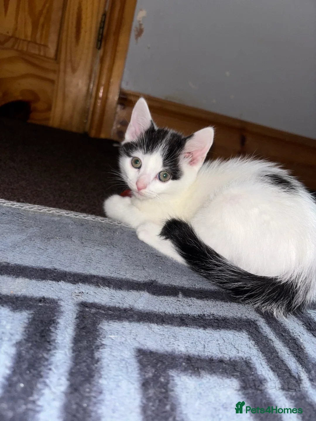 Turkish Angora cats for sale: Beautiful kittens ready to find a home  - Advert 7