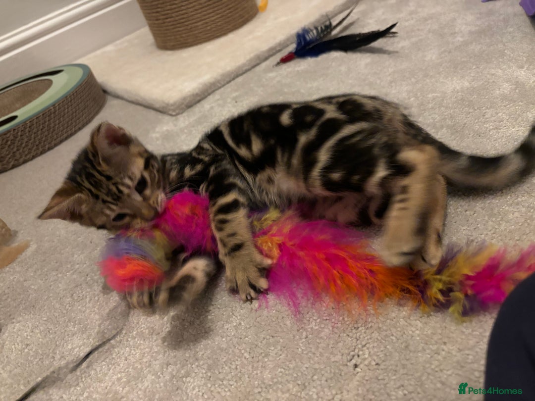 Bengal cats for sale: Stunning Bengal Kitten - Advert 2