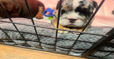 English Bulldog dogs - Advert 3