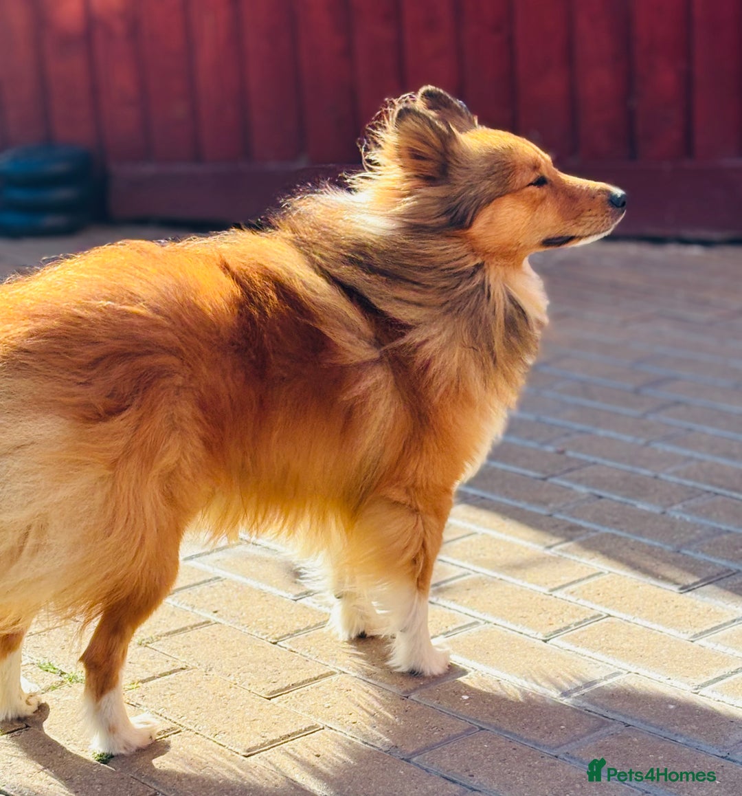 Shetland Sheepdog dogs for sale: Beautiful shaded sable puppies  - Image 10