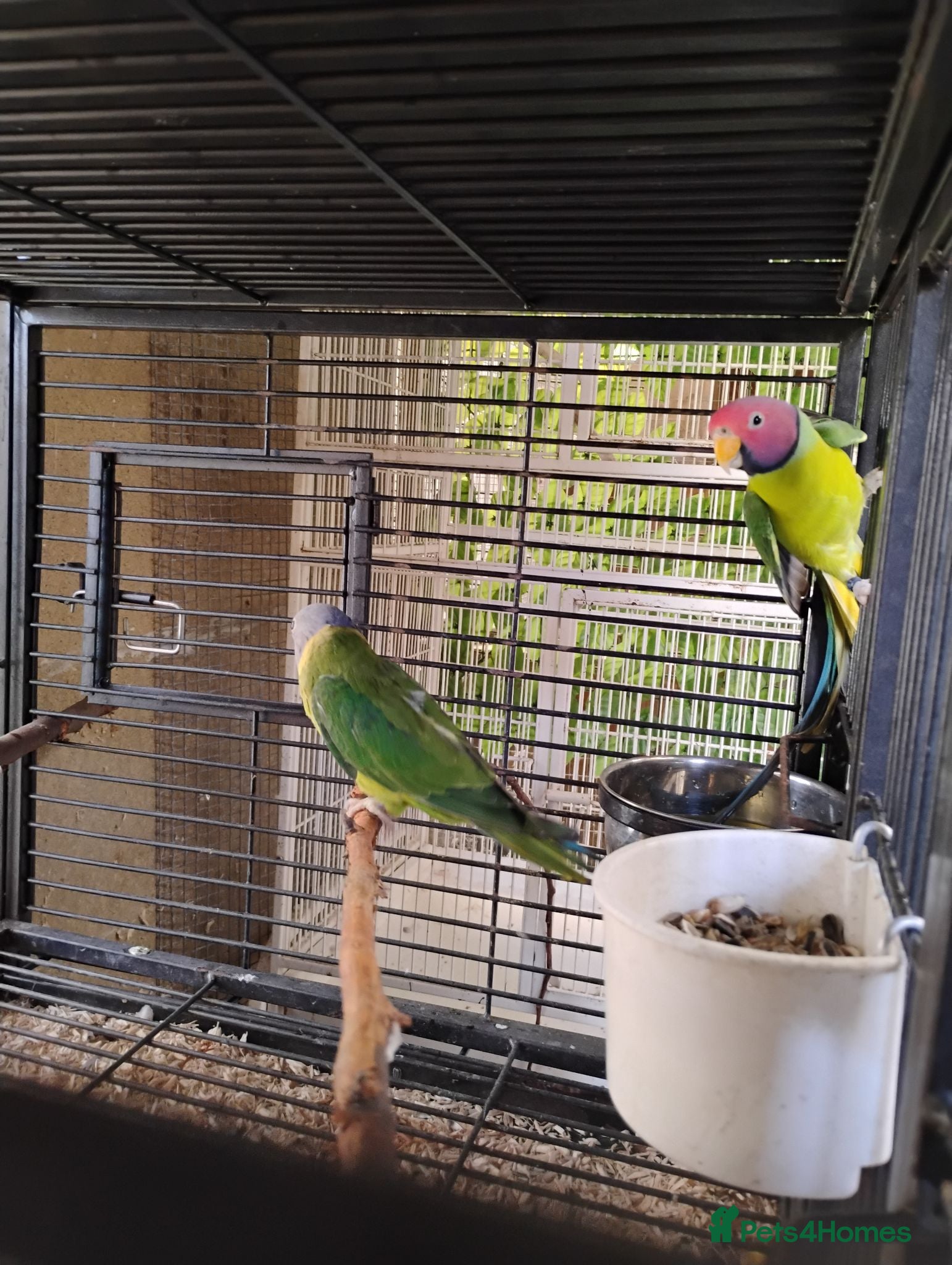 Parakeets birds Plumhead Pair - Advert 1