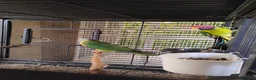 Parakeets birds for sale: Plumhead Pair - Advert 1