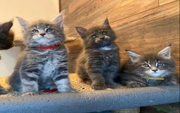 Maine Coon cats for sale: First Litter 6 Pure Maine Coon Kittens - Image 10