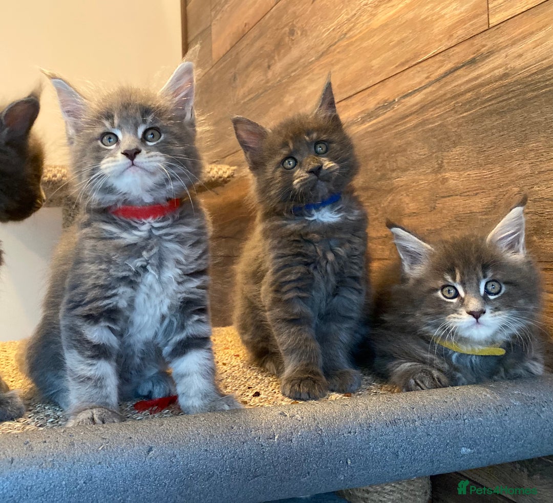 Maine Coon cats for sale: First Litter 6 Pure Maine Coon Kittens - Image 10