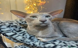 Oriental cats for sale: Gccf registered lilac girl spayed  - Image 3